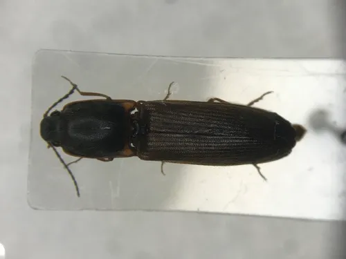 Spurious Click Beetle