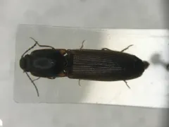 Spurious Click Beetle thumbnail 1