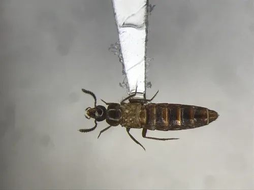 Hoplandria laeviventris