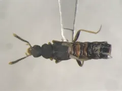 Leptusa opaca thumbnail 1