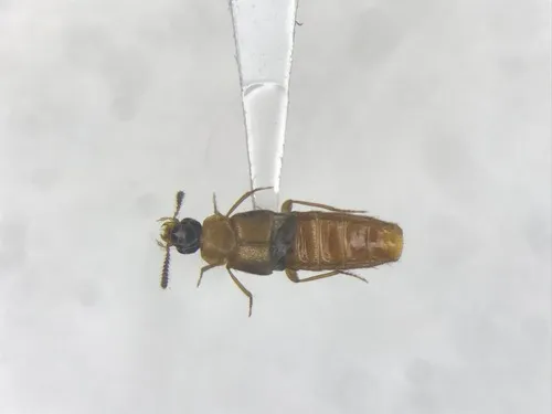 Hoplandria laevicollis