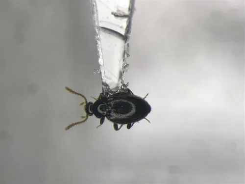 Stenichnus scutellaris