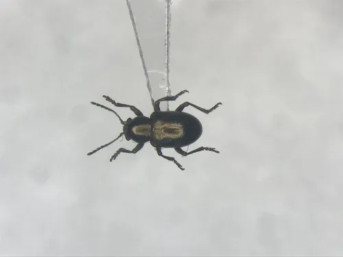 Graphops pubescens