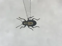 Graphops pubescens thumbnail 1