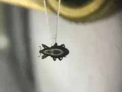Tyloderma nigrum thumbnail 1