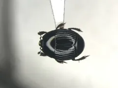 Hister abbreviatus thumbnail 1