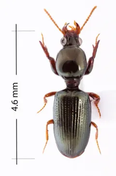 Dyschirius erythrocerus thumbnail 2