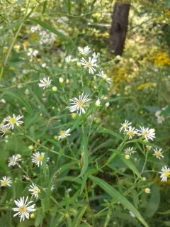 panicled aster thumbnail 2
