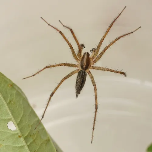 Potter's Grass Spider