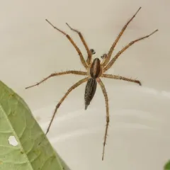 Potter's Grass Spider thumbnail 1