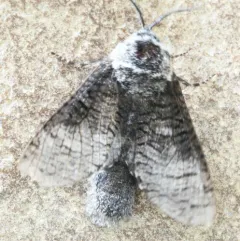 Poplar Carpenterworm Moth thumbnail 3