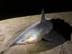 Porbeagle thumbnail 2