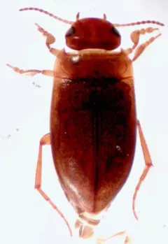 Hydrocolus paugus thumbnail 2