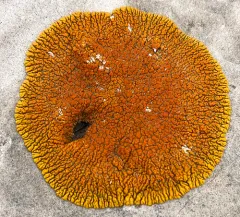 Desert Firedot Lichen thumbnail 4