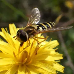 Common Flower Fly thumbnail 1