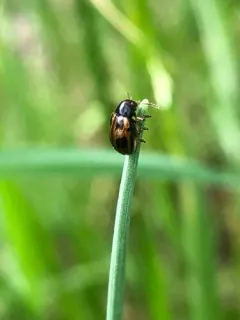 Four-marked Oval Leaf Beetle thumbnail 2