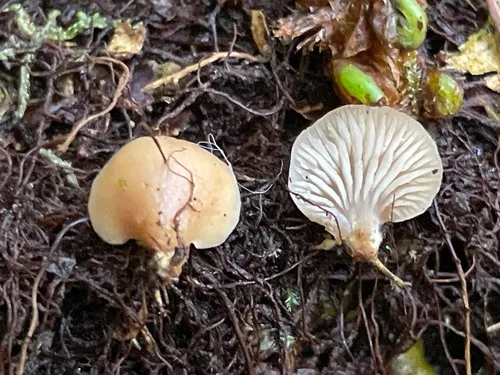 Lentinellus occidentalis