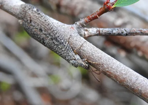 Brachynemurus ferox