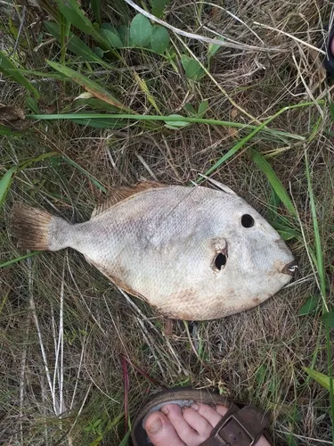 Grey Triggerfish