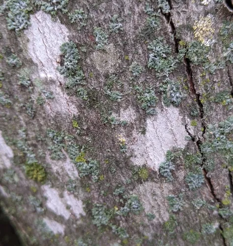 Whitewash Lichen