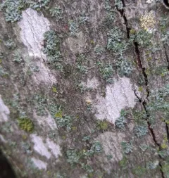 Whitewash Lichen thumbnail 1