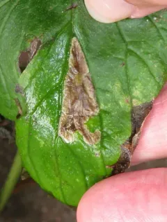 Phytomyza hydrophyllivora thumbnail 4