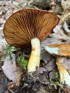 Cortinarius transiens thumbnail 2