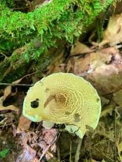 Lepiota fuscosquamea thumbnail 2