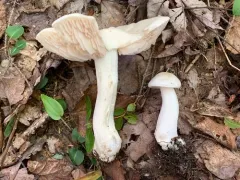 Entoloma subsinuatum thumbnail 4