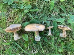 Melanoleuca humilis thumbnail 2