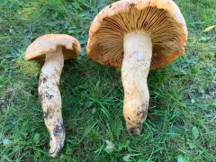 Tricholoma grave thumbnail 4