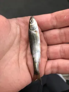 Blue Chub thumbnail 2