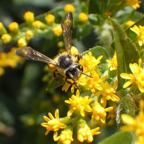 Cloudy-winged Mining Bee