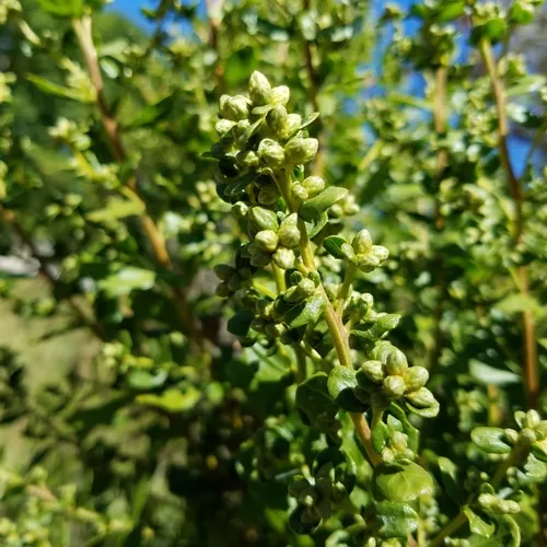 coyote brush