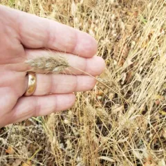 bristly dogtail grass thumbnail 1