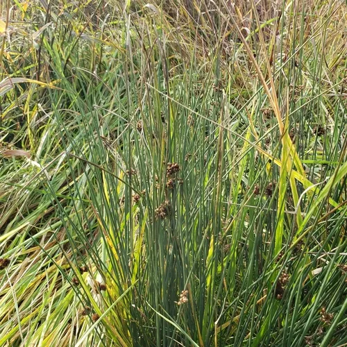 Spreading Rush