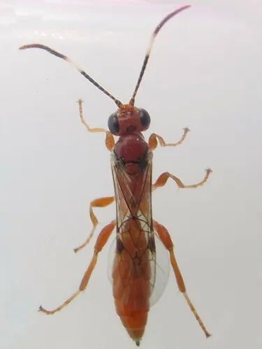 Dirophanes mellinus
