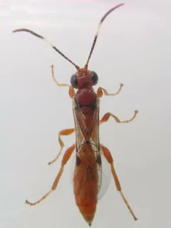 Dirophanes mellinus thumbnail 1