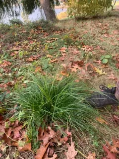 Grassland Sedge thumbnail 4