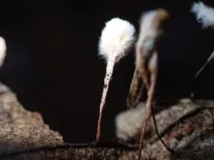 Anthina flammea thumbnail 2