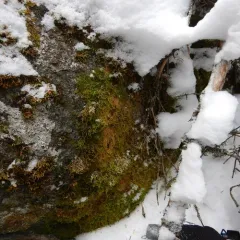 Fir Tamarisk-moss thumbnail 4