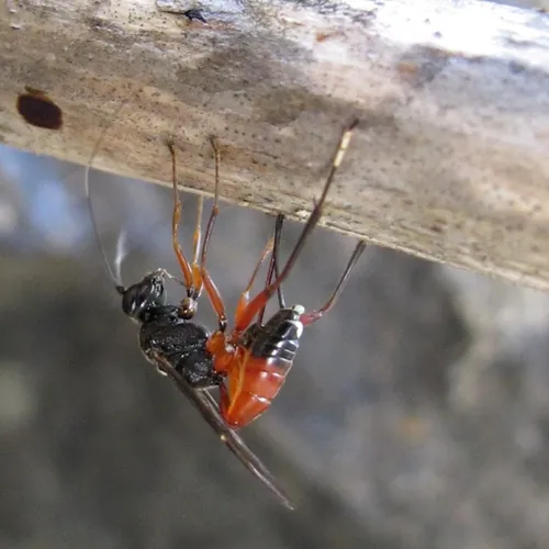Hoplocryptus notatus