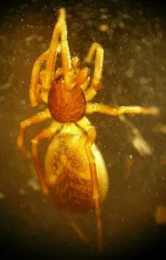 Scotinella sculleni thumbnail 2