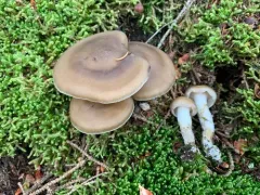 Lyophyllum aemiliae thumbnail 3