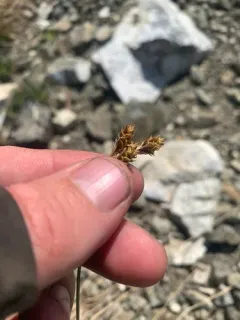 potato chip sedge thumbnail 3