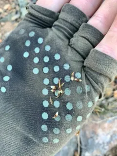Engelmann's Sedge thumbnail 4