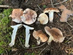 Tricholoma stans thumbnail 2