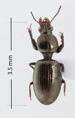 Dyschirius aeneolus