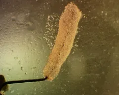 Stemonitopsis amoena thumbnail 1
