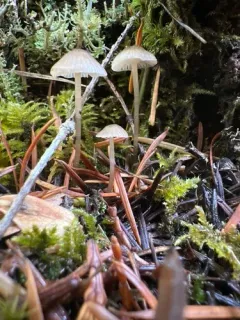 needle bonnet thumbnail 4